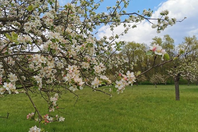 Apfelblüte auf dem Biedensand Lampertheim