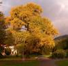 KLEINGinkgo.jpg