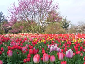 Weinheim an der Bergstrasse: Tulpen im Herrmanshof 