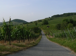 Weinwanderung Wein und Stein