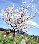 bluetenweg