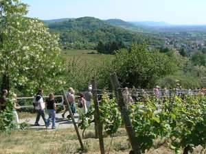 Weinlagenwanderung an der Bergstrasse Weinlagenwanderung an der Bergstrasse