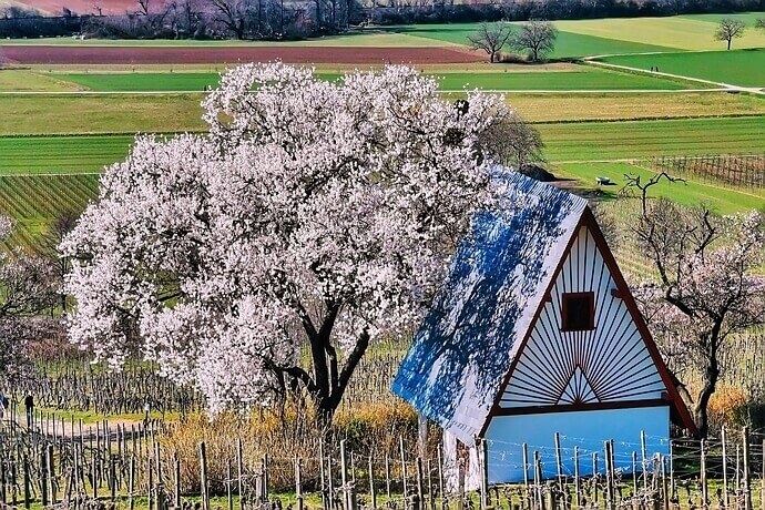 Weinberghäuschen in den Weinbergen bei Heppenheim