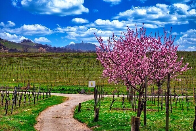 Weinberge bei Heppenheim im Frühling