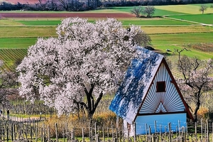 M​ilde Temperaturen, Vogelgezwitscher und die ersten Blüten wecken Frühlingsgefühle und die Lust auf einen Spaziergang in der erwachenden Natur.  Es gibt viele wunderschöne Ecken direkt vor der Haustür, die nur darauf warten entdeckt zu werden. Unsere Tipps für schöne Frühlings-Spaziergänge an der Bergstraße.