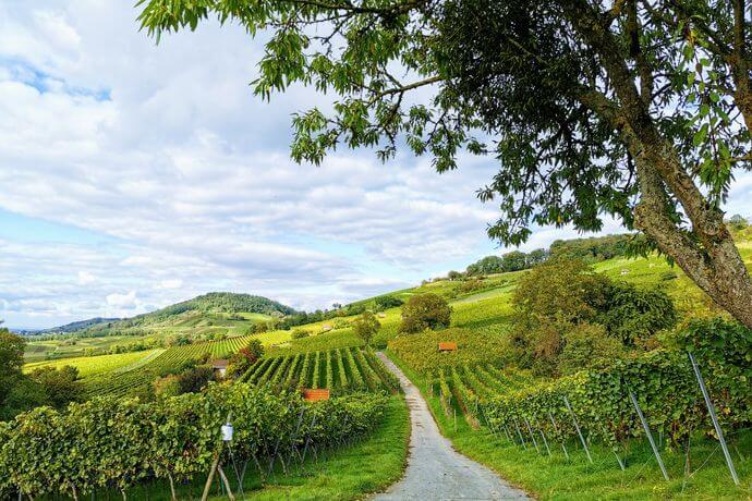 Wanderung durch die Weinberge bei Heppenheim