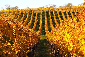 Das Weinbaugebiet Hessische Bergstrasse zählt zu den kleinsten seiner Art in Deutschland. Zum Weinbaugebiet hessische Bergstraße zählen der Bereich zwischen Seeheim-Jugenheim und Heppenheim und die sogenannte Odenwälder Weininsel Groß-Umstadt.