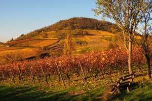 [title] - Natur, Kultur und Wein laden zum Wandern an die Bergstrassse ein.  Der Landschaftstrich zwischen der Jugendstilstadt Darmstadt und Heidelberg punktet mit mehr als 3000 Jahren Geschichte, einem abwechslungsreichem Landschaftsbild und historischen Orten.