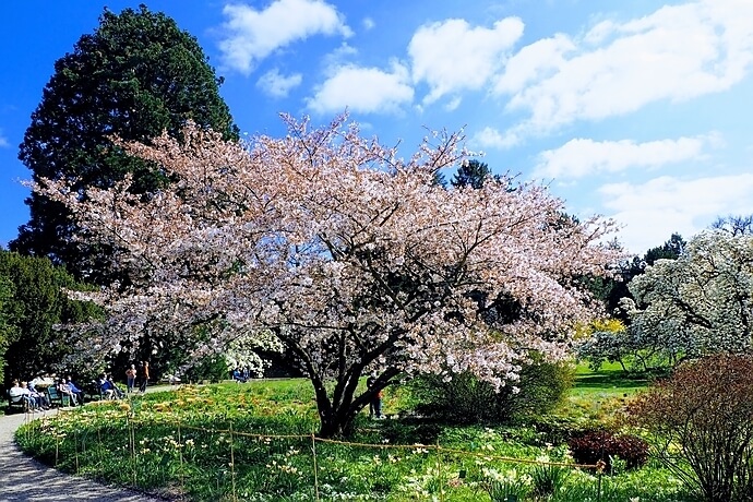 Frühling im Hermannshof Weinheim 