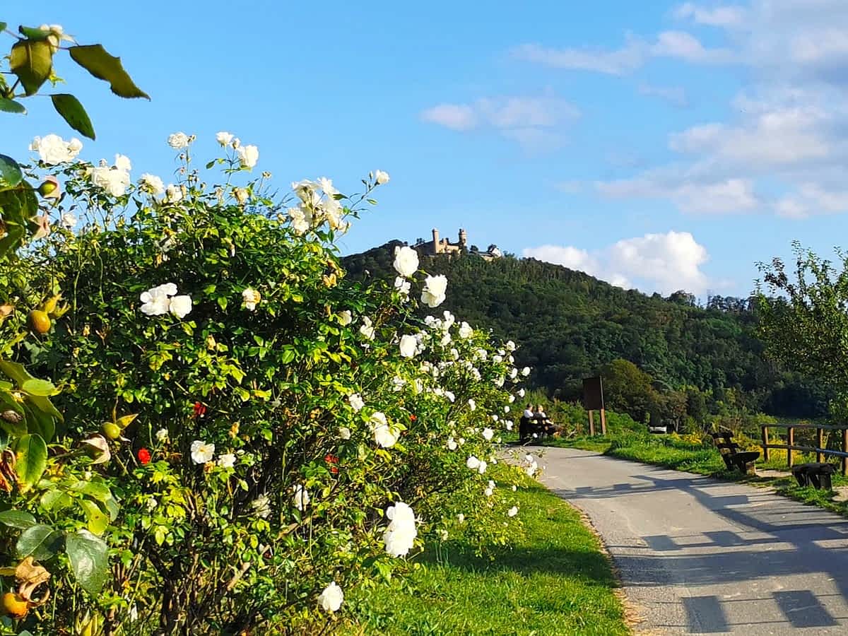 weinberg-wanderung-zwingenberg