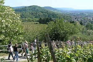 Natur, Kultur und Wein laden zum Wandern an die Bergstrassse ein.  Der Landschaftstrich zwischen der Jugendstilstadt Darmstadt und Heidelberg punktet mit mehr als 3000 Jahren Geschichte, einem abwechslungsreichem Landschaftsbild und historischen Orten.