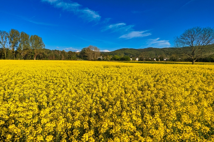 Bergstrasse im Frühling, Rapsfelder 