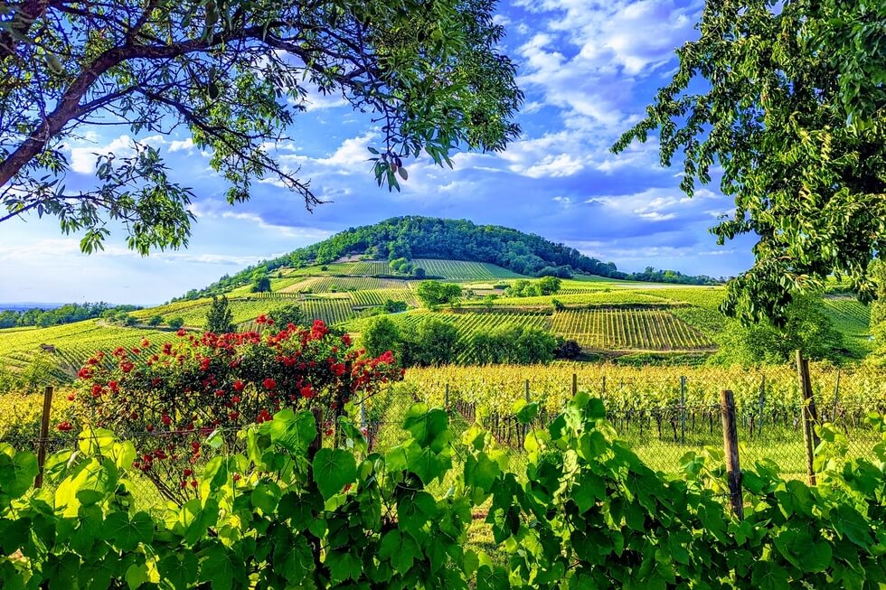 Erlebnispfad Wein und Stein bei Heppenheim