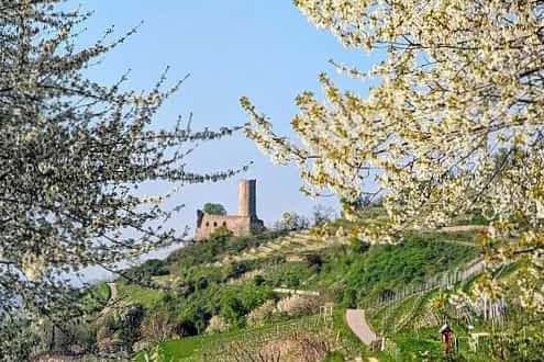 Diese 9 km lange Rundwanderung bietet herrliche Naturerlebnisse und Highlights entlang des Weges. Ideal für einen Ausflug an die Bergstraße!  