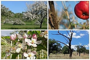 Tief durchatmen und den Duft der Wiesen und Obstbäume genießen. Ein Spaziergang durch die Eberstädter-Streuobstwiesen ist eine Wohltat für die Seele und perfekt, um einmal richtig abschalten zu können.