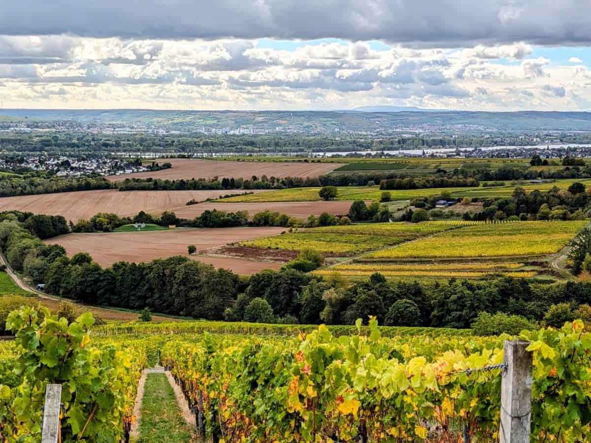 Panoramablick über grüne Weinreben im Rheingau auf den Rhein