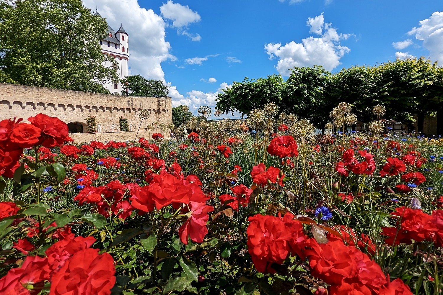 Eltville: Rosengarten im Burghof der Kurfürstlichen Burg 