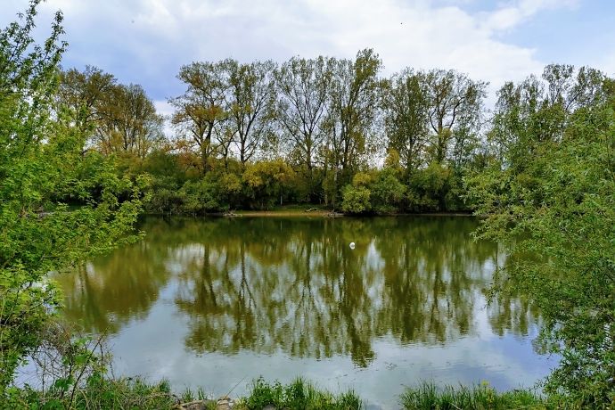 Spaziergang am Lampertheimer Altrhein