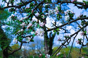 [title] - Wenn im Frühjahr die Apfelbäume blühen, zeigt sich der Odenwald von seiner schönsten Seite. Eine weiß-rosa Blütenpracht verzaubert die Landschaft und weckt die Lust auf einen Ausflug in die Odenwälder Streuobstwiesen. 