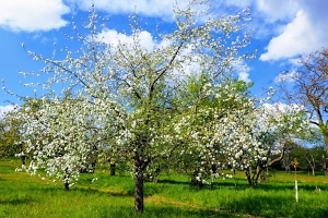 Wenn im Frühjahr die Apfelbäume blühen, zeigt sich der Odenwald von seiner schönsten Seite. Eine weiß-rosa Blütenpracht verzaubert die Landschaft und weckt die Lust auf einen Ausflug in die Odenwälder Streuobstwiesen. 