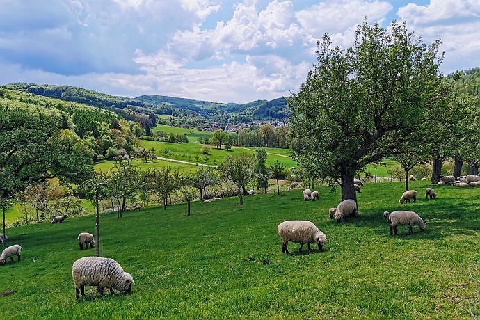 Idylle pur auf dem Pfad der Vielfalt im Odenwald Lautertal