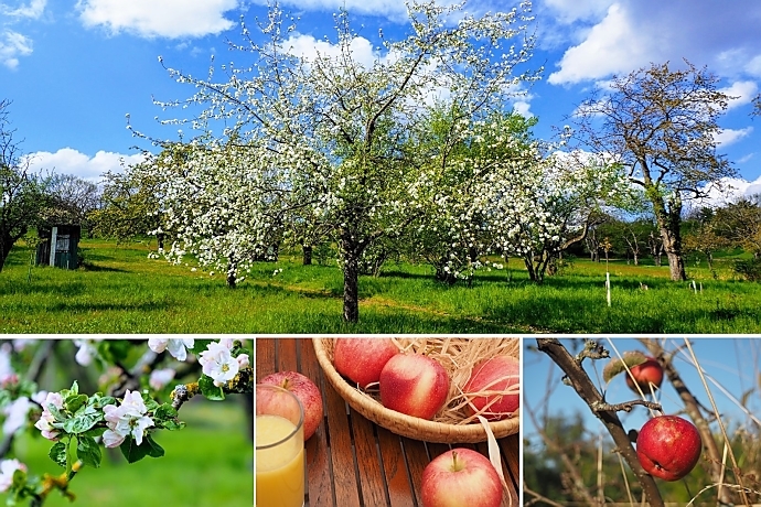 Ausflugstipp: Streuobstwiesen Odenwald und Bergstraße