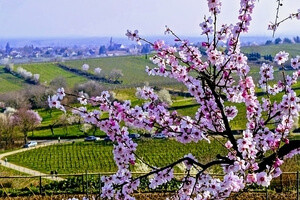 Wenn in der Pfalz die Mandelbäume blühen, ist es endlich Frühling.  Eine Blütenpracht in Weiß und Rosé verzaubert die Landschaft und weckt die Lust auf einen Ausflug an die Deutsche Weinstraße. 