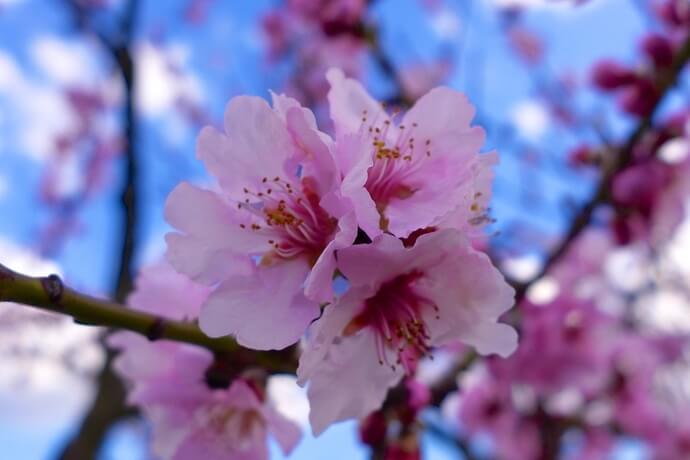 Zur Mandelblüte in die Pfalz, SÜdliche Weinstrasse, Mandelblütenpfad