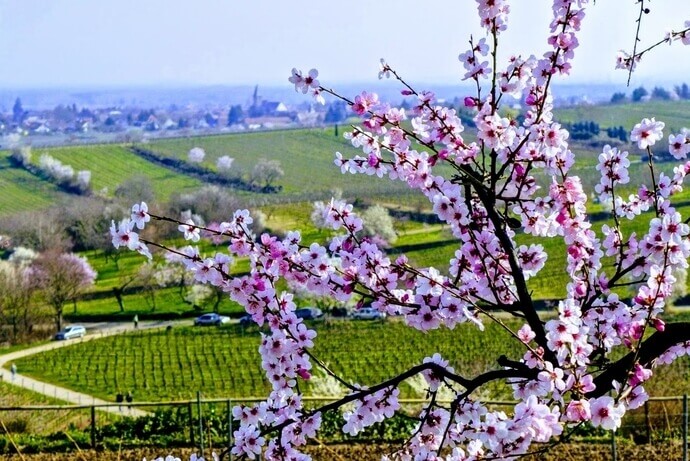 Mandelblüte in der Pfalz, Südliche Weinstrasse, Gimmeldingen