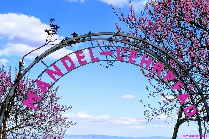Mandelblüte Deutche Weinstrasse, Mandelblüte Gimmeldingen, Mandellehrpfad Gimmedlingen Pfalz