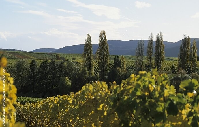 Wandern in der Pfalz an der südlichen Weinstrasse