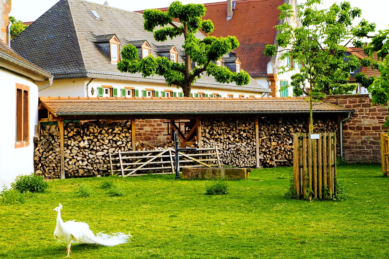 Tiere im Kloster Seligenstadt