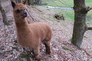 Ein Besuch im Wildpark ist für die ganze Familie eine wunderbare Möglichkeiten, heimische Tiere oder auch imposante Vögel aus der Nähe zu beobachten und etwas über ihren Lebensraum zu erfahren. 