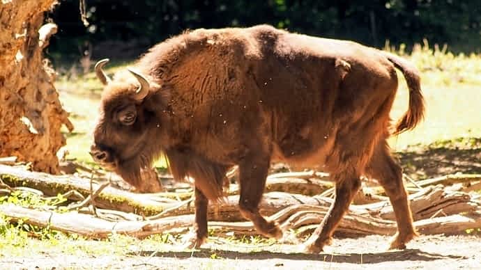 Wisente im Tier- und Pflanzenpark Fasanerie Wiesbaden