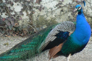 Wer etwas über die bunte Vielfalt der Vogelwelt erfahren möchte oder sich einfach am Anblick prachtvoller, schöner oder ungewöhnlicher Piepmätze erfreut, ist in einem Vogelpark genau richtig. 