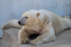 Ein Besuch im Zoo oder Tierpark ist ein Erlebnis für die ganze Familie. An der Bergstraße gibt es einige Möglichkeiten Tiere zu beobachten und einige Kilometer entfernt, liegen weitere lohnenswerte Ausflugsziele.