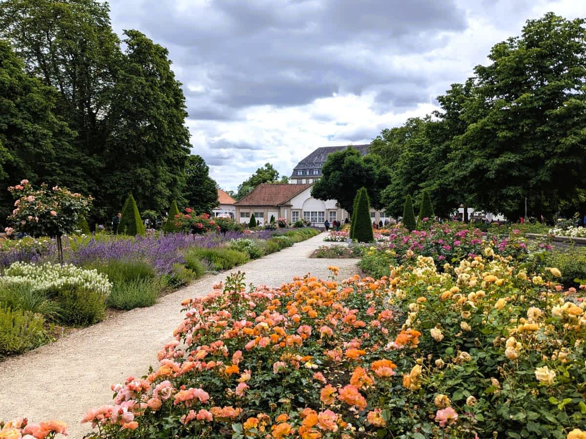 Der Rosengarten im Kurpark von Bad Nauheim