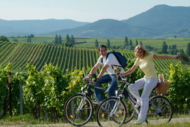 Der Liebreiz der hügeligen Weinlandschaft, malerische Winzerdörfer, die Reste römischer Siedlungen, Burgruinen und Schlösser, kulinarische Köstlichkeiten und nicht zuletzt die Lebenslust der Pfälzer, machen die Deutsche Weinstraße immer wieder aufs Neue zum beliebten Ausflugsziel 