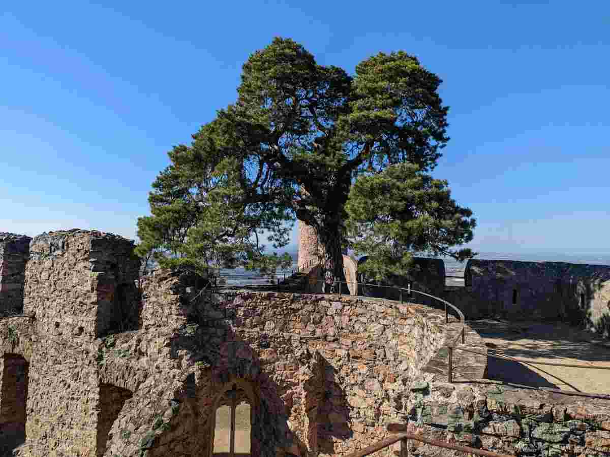 Blick auf die historische Ruine Schloss Auerbach mit der berühmten, über 300 Jahre alten Kiefer im Mauerwerk bei strahlendem Sonnenschein.“ Blick auf die historische Ruine Schloss Auerbach mit der berühmten, über 300 Jahre alten Kiefer im Mauerwerk bei strahlendem Sonnenschein.“