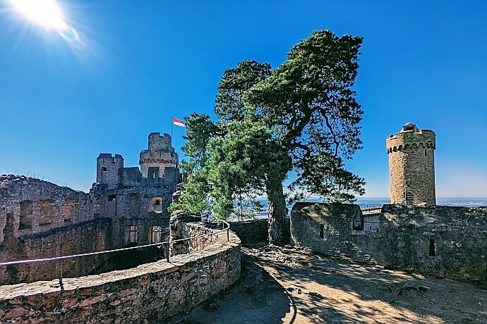 Die Kiefer auf den Mauern von Schloss Auerbach ist legendär