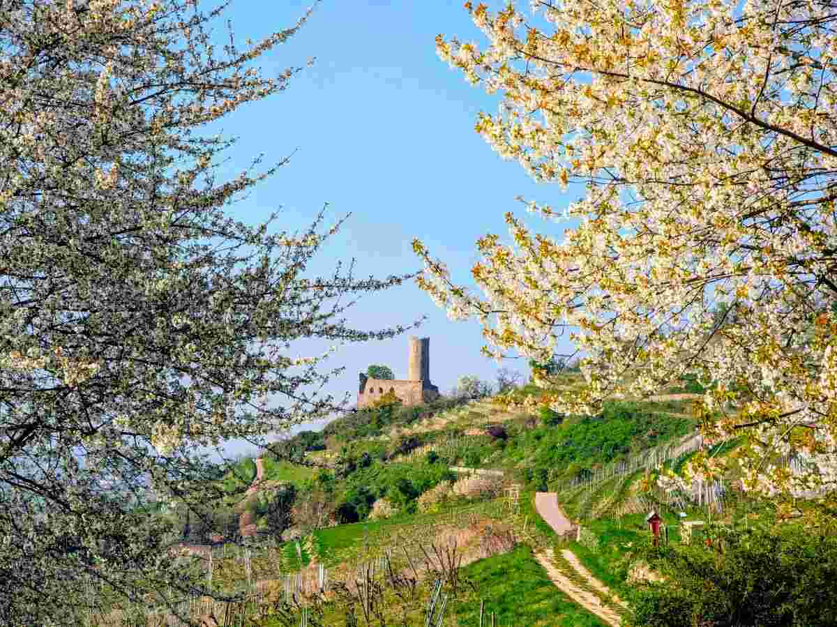 Blick durch blühende Obstbäume auf die Burgruine Strahlenburg oberhalb der Weinberge Schriesheim Blick durch blühende Obstbäume auf die Burgruine Strahlenburg oberhalb der Weinberge Schriesheim