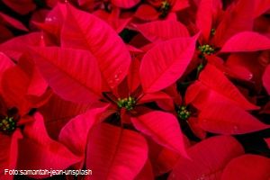 Weihnachtsstern  gehören zu den beliebtesten Zimmerpflanzen überhaupt.  Durch ihre unterschiedlichsten Farben und Formen eignen sich Weihnachtssterne hervorragend für viele weihnachtliche Deko-Idee