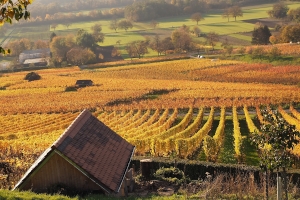 Im Herbst zieht es uns immer wieder in die Weinbaugebiete. Natürlich weil es herrlich ist, die letzten warmen Sonnenstrahlen inmitten gold leuchtender Weinreben zu genießen und weil der  Wein gerade Hochsaison hat und verkostet werden will.  