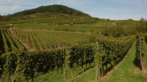 Das Weinbaugebiet Hessische Bergstrasse zählt zu den kleinsten seiner Art in Deutschland. Die schöne Lage, zahlreiche Feste sowie Veranstaltungen rund ums Thema Bergsträßer Weine und natürlich der hervorragende Wein selbst machen einen Besuch an der Bergstraße lohneswert.