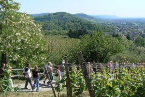 Der Bergsträßer Weinwanderweg ist ein beliebtes Ausflugsziel. Jährlich am 1.Mai wird er zum Besuchermagnet der Region, denn dann findet die traditionelle Weinlagenwanderung mitten durch die hessischen Weinberge statt. Die kulinarische Route verläuft von Alsbach bis nach Heppenheim am Blütenweg entlang, der mit einem gelben B markiert ist. Entlang der Strecke kredenzen lokale Winzer ihre Weine.