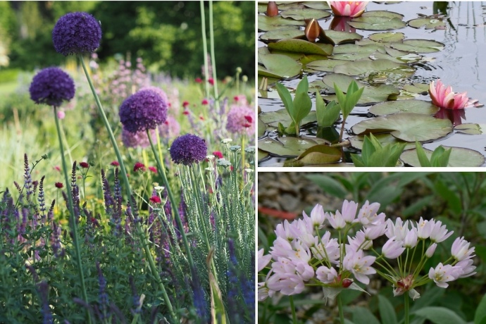 Im Sommer verzaubern Farben und Düfte den Hermannshof in Weinheim