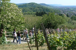 wandern an der bergstrasse