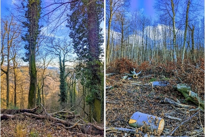 Burgensteig-Bergstraße - comoder Weg von Schloss Alsbach zum Auerbacher Schloss