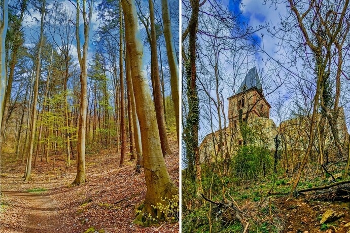 Burgensteig Bergstrasse Weg durch den Wald zu Burg Frankenstein