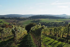 Mit einem Ausflug nach Groß-Umstadt begeben wir uns auf abwechslungsreiche Wege rund um die „Odenwälder Weininsel“ und auf einen Abstecher in die gemütliche Altstadt.